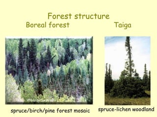 Forest structure
Boreal forest Taiga
spruce/birch/pine forest mosaic spruce-lichen woodland
 