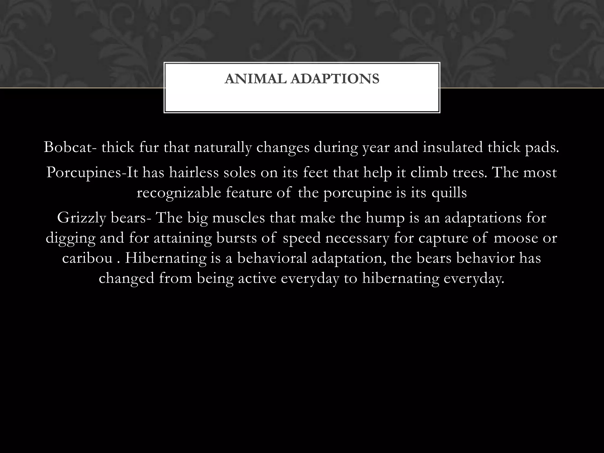 ANIMAL ADAPTIONS



Bobcat- thick fur that naturally changes during year and insulated thick pads.
Porcupines-It has hairless soles on its feet that help it climb trees. The most
             recognizable feature of the porcupine is its quills
  Grizzly bears- The big muscles that make the hump is an adaptations for
digging and for attaining bursts of speed necessary for capture of moose or
  caribou . Hibernating is a behavioral adaptation, the bears behavior has
        changed from being active everyday to hibernating everyday.
 