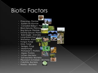 Biotic FactorsPinecones- Plantae  Eastern Fir- Plantae  Canadian Balsam- Plantae Black Spruce- Plantae Bog Spruce- Plantae Swamp Spruce- Plantae    Bald Eagle-  Animalia   Long-Eared Owl- Animalia   Wolverine- Animalia   Fungus- Fungi   Moss- Fungi    Sedges- Fungi    Moral-Fungi    Protozoan’s- Protista    Algae- Protista    Lichen- Bacteria    Soil bacteria- Bacteria   PleuroziumSchreberi – Bacteria   Calothrix- Bacteria   Nostoc - Bacteria   