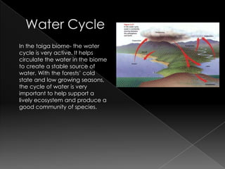 Water CycleIn the taiga biome- the water cycle is very active. It helps circulate the water in the biome to create a stable source of water. With the forests’ cold state and low growing seasons, the cycle of water is very important to help support a lively ecosystem and produce a good community of species. 