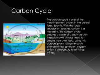 Carbon CycleThe carbon cycle is one of the most important cycles in the boreal forest biome. With the large vegetation species, carbon is a necessity. The carbon cycle creates a wave of steady carbon that plants will always need to create their own food. Using this carbon, plants will go through photosynthesis giving off oxygen which is a necessity to all living things. 