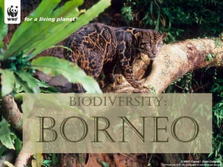 Biodiversity: Borneo 