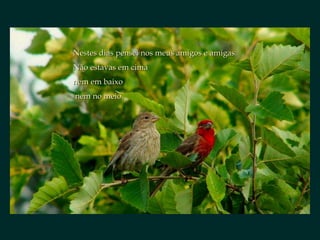 Nestes dias pensei nos meus amigos e amigas.  Não estavas em cima  nem em baixo nem no meio. 