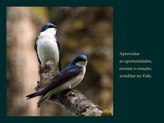 Aproveitar  as oportunidades, escutar o coração, acreditar na Vida. 