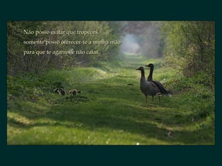 Não posso evitar que tropeces, somente posso oferecer-te a minha mão  para que te agarres e não caias.  