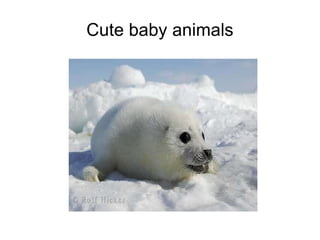 Cute baby animals 