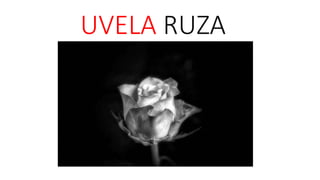 UVELA RUZA
 