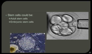  Stem cells could be:
Adult stem cells
Embryonic stem cells
25
 