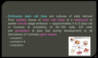  Embryonic stem cell lines are cultures of cells derived
from epiblast tissue of inner cell mass of a blastocyst or
earlier morula stage embryos — approximately 4 to 5 days old
in humans & consisting of 50–150 cells. ES cells
are pluripotent & give rise during development to all
derivatives of 3 primary germ layers:
ectoderm,
endoderm &
mesoderm.
27
 