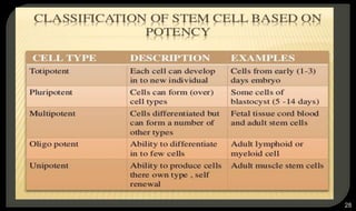 Based on potency the cells are divided into:
1. Totipotent cells.
2. Pluripotent cells.
3. Multipotent cells.
4. Oligopotent cells.
5. Unipotent cells.
28
 