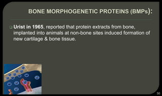  Urist in 1965, reported that protein extracts from bone,
implanted into animals at non-bone sites induced formation of
new cartilage & bone tissue.
50
 