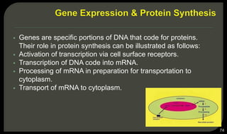 Genes are specific portions of DNA that code for proteins.
Their role in protein synthesis can be illustrated as follows:
 Activation of transcription via cell surface receptors.
 Transcription of DNA code into mRNA.
 Processing of mRNA in preparation for transportation to
cytoplasm.
 Transport of mRNA to cytoplasm.
74
 