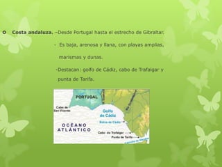 

Costa andaluza. –Desde Portugal hasta el estrecho de Gibraltar.
- Es baja, arenosa y llana, con playas amplias,

marismas y dunas.
-Destacan: golfo de Cádiz, cabo de Trafalgar y
punta de Tarifa.

 