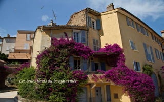Les belles fleurs du bougainvillée

 