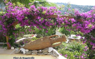 Fleurs du Bougainvillée

 