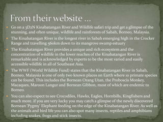  Go on a 3D2N Kinabatangan River and Wildlife safari trip and get a glimpse of the
stunning, and often unique, wildlife and rainforests of Sabah, Borneo, Malaysia.
 The Kinabatangan River is the longest river in Sabah emerging high in the Crocker
Range and travelling 560km down to its mangrove swamp estuary
 The Kinabatangan River provides a unique and rich ecosystem and the
concentration of wildlife in the lower reaches of the Kinabatangan River is
remarkable and is acknowledged by experts to be the most varied and easily
accessible wildlife in all of Southeast Asia.
 The WWF (World Wildlife Fund) states that the Kinabatangan River in Sabah,
Borneo, Malaysia is one of only two known places on Earth where 10 primate species
can be found. This includes the Bornean Orang Utan, the Proboscis Monkey,
Macaques, Maroon Langur and Bornean Gibbon, most of which are endemic to
Borneo.
 You can also expect to see Crocodiles, Hawks, Eagles, Hornbills, Kingfishers and
much more. if you are very lucky you may catch a glimpse of the newly discovered
Bornean 'Pygmy' Elephant feeding on the edge of the Kinabatangan River. As well as
the animals and bird life you can also spot many insects, reptiles and amphibians
including snakes, frogs and stick insects.
 