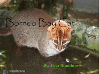 Lisa Donahoe


Borneo Bay Cat



        By: Lisa Donahoe
 
