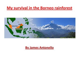 My survival in the Borneo rainforest

By James Antonello

 