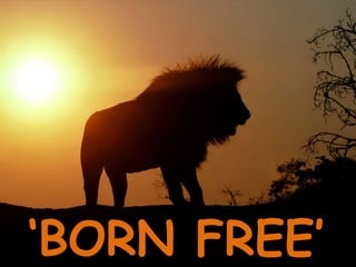 ‘ BORN FREE’ 
