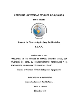 1
PONTIFICIA UNIVERSIDAD CATÓLICA DEL ECUADOR
Sede - Ibarra
Escuela de Ciencias Agrícolas y Ambientales
E.C.A.A.
INFORME FINAL DE TESIS
“INFLUENCIA EN SEIS HÍBRIDOS DE GIRASOL (Helianthus annus), CON
APLICACIÓN DE BORO, SU COMPORTAMIENTO AGRONÓMICO Y EL
RENDIMIENTO, EN LA GRANJA EXPERIMENTAL E.C.A.A”
Previa a la Obtención del Título de Ingeniero Agropecuario
Autor: Antonio M. Flores Núñez.
Asesor: Ing. Edmundo Recalde Posso.
Ibarra – Ecuador
Diciembre- 2010
 