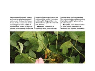 How Foliar Boron will kick-up your Soya yield