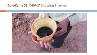 BoroŹyme¦B DBV-1’ Showing Enzyme
 