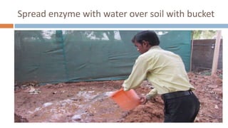Spread enzyme with water over soil with bucket
 