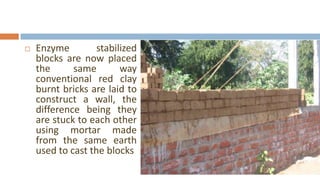    Enzyme         stabilized
    blocks are now placed
    the      same        way
    conventional red clay
    burnt bricks are laid to
    construct a wall, the
    difference being they
    are stuck to each other
    using mortar made
    from the same earth
    used to cast the blocks
 