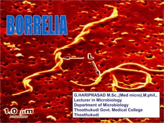 BORRELIA G.HARIPRASAD M.Sc.,(Med micro),M.phil., Lecturer in Microbiology  Department of Microbiology  Thoothukudi Govt. Medical College  Thoothukudi 