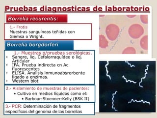 1.- Frotis 
Muestras sanguíneas teñidas con 
Giemsa o Wright. 
1.- Muestras p/pruebas serológicas. 
• Sangre, liq. Cefalorraquídeo o liq. 
Articular 
• IFA. Prueba indirecta cn Ac 
fluorescentes 
• ELISA. Analisis inmunoabsrorbente 
ligado a enzimas. 
• Western blot 
2.- Aislamiento de muestras de pacientes: 
• Cultivo en medios líquidos como el: 
• Barbour-Stoenner-Kelly (BSK II) 
3.- PCR: Determinación de fragmentos 
específicos del genoma de las borrelias 
 