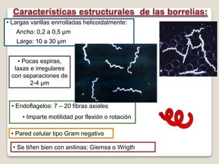 • Largas varillas enrrolladas helicoidalmente: 
Ancho: 0,2 a 0,5 μm 
Largo: 10 a 30 μm 
• Pocas espiras, 
laxas e irregulares 
con separaciones de 
2-4 μm 
• Endoflagelos: 7 – 20 fibras axiales 
• Imparte motilidad por flexión o rotación 
• Pared celular tipo Gram negativo 
• Se tiñen bien con anilinas: Giemsa o Wrigth 
 