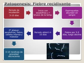 Periodo de 
incubación 
3-10 días 
Inicio con 
escalofríos y  
brusco de la temp. 
Espiroquetas 
abundan en 
sangre 
Fiebre por 3-5 
días, luego declina 
Periodo afebril 4- 
10 días 
2º ataque: 
escalofrios, fiebre, 
cefalea intensa y 
malestar 
3-10 recidivas de 
gravedad 
decreciente 
 