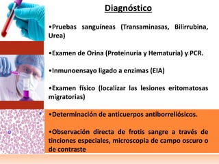 Diagnóstico
•Pruebas sanguíneas (Transaminasas, Bilirrubina,
Urea)
•Examen de Orina (Proteinuria y Hematuria) y PCR.
•Inmunoensayo ligado a enzimas (EIA)
•Examen físico (localizar las lesiones eritomatosas
migratorias)
•Determinación de anticuerpos antiborreliósicos.
•Observación directa de frotis sangre a través de
tinciones especiales, microscopia de campo oscuro o
de contraste
 
