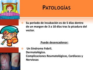 PATOLOGÍAS
 Su periodo de incubación es de 5 días dentro
de un margen de 3 a 10 días tras la picadura del
vector.
Puede desencadenar:
 Un Síndrome Febril.
Dermatológico.
Complicaciones Reumatológicas, Cardiacas y
Nerviosas
 