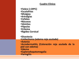Cuadro Clínico
•Fiebre (>39ºC)
•Escalofríos
•Mialgias
•Artralgias
•Cefalea
•Náuseas
•Vómitos
•Pápulas
•Eritema
•Rigidez Cervical
•Disestesia
•Linfocitoma (edema rojo azulado)
•Astenia
•Acrodermatitis (Coloración roja azulada de la
piel con edema)
•Edema
•Esplenohepatomegalia
•Faringitis
 