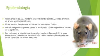 Epidemiología
 Reservorios en EE.UU.: roedores (especialmente las ratas), perros, animales
de granja y animales salvajes.
 El ser humano: hospedador accidental de los estadios finales.
 Los microorganismos pueden penetrar en la piel a través de pequeñas roturas
de la epidermis.
 Los individuos se infectan con leptospiras mediante la exposición al agua
contaminada con orina de un animal infectado o mediante la manipulación
de los tejidos de un animal infectado.
 