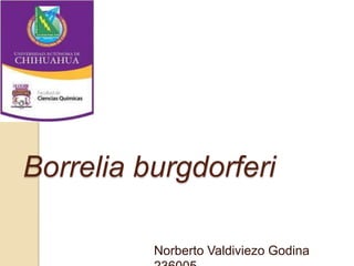 Borrelia burgdorferi

          Norberto Valdiviezo Godina
 