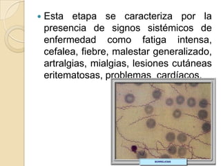    Esta etapa se caracteriza por la
    presencia de signos sistémicos de
    enfermedad como fatiga intensa,
    cefalea, fiebre, malestar generalizado,
    artralgias, mialgias, lesiones cutáneas
    eritematosas, problemas cardíacos.
 