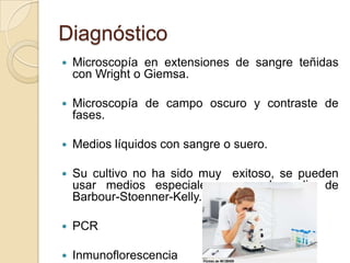 Diagnóstico
   Microscopía en extensiones de sangre teñidas
    con Wright o Giemsa.

   Microscopía de campo oscuro y contraste de
    fases.

   Medios líquidos con sangre o suero.

   Su cultivo no ha sido muy exitoso, se pueden
    usar medios especiales como el medio de
    Barbour-Stoenner-Kelly.

   PCR

   Inmunoflorescencia
 