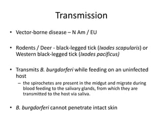 View of Borrelia by aseem | PPTX