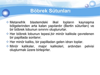 Böbrek Sütunları

 Metanefrik blastemdeki ilkel lopların kaynaşma
  bölgelerinden arta kalan yapılardır (Bertin sütunları) ve
  bir böbrek lobunun sınırını oluştururlar.
 Her böbrek lobunun tepesi,bir minör kaliksle çevrelenen
  bir papillada sonlanır.
 Her minör kaliks, bir papilladan gelen idrarı toplar.
 Minör kaliksler, major kaliksleri, ardından pelvisi
  oluşturmak üzere birleşirler.
 
