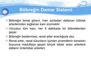 Böbreğin Damar Sistemi

 Böbreğin temel görevi, inen aortadan dallanan böbrek
  arterlerinden sağlanan kanı süzmektir.
 Vücudun tüm kanı, her 5 dakikada bir böbreklerden
  geçer.
 Böbreğin beslenmesi, renal arter aracılığıyla olur.
 Renal arter, renal sütunların içinden piramitlerin kenarları
  boyunca medullaya geçen birçok loblar arası arterlere
  dallanır (interlobar arterler).
 