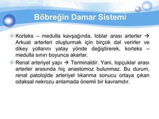 Böbreğin Damar Sistemi

 Korteks – medulla kavşağında, loblar arası arterler 
  Arkuat arterleri oluşturmak için birçok dal verirler ve
  dikey yollarını yatay yönde değiştirerek, korteks –
  medulla sınırı boyunca akarlar.
 Renal arteriyel yapı  Terminaldir. Yani, lopçuklar arası
  arterler arasında hiç anastomoz bulunmaz. Bu durum,
  renal patolojide arteriyel tıkanma sonucu ortaya çıkan
  odaksal nekrozu anlamada önemli bir kavramdır.
 