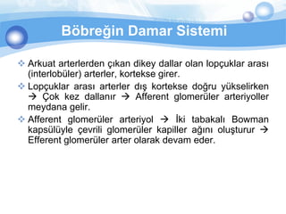 Böbreğin Damar Sistemi

 Arkuat arterlerden çıkan dikey dallar olan lopçuklar arası
  (interlobüler) arterler, kortekse girer.
 Lopçuklar arası arterler dış kortekse doğru yükselirken
   Çok kez dallanır  Afferent glomerüler arteriyoller
  meydana gelir.
 Afferent glomerüler arteriyol  İki tabakalı Bowman
  kapsülüyle çevrili glomerüler kapiller ağını oluşturur 
  Efferent glomerüler arter olarak devam eder.
 