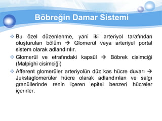 Böbreğin Damar Sistemi

 Bu özel düzenlenme, yani iki arteriyol tarafından
  oluşturulan bölüm  Glomerül veya arteriyel portal
  sistem olarak adlandırılır.
 Glomerül ve etrafındaki kapsül  Böbrek cisimciği
  (Malpighi cisimciği)
 Afferent glomerüler arteriyolün düz kas hücre duvarı 
  Jukstaglomerüler hücre olarak adlandırılan ve salgı
  granüllerinde renin içeren epitel benzeri hücreler
  içerirler.
 