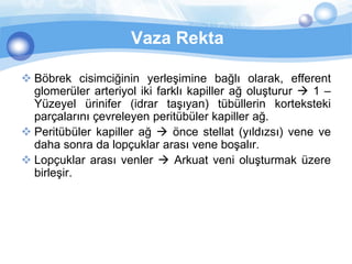Vaza Rekta

 Böbrek cisimciğinin yerleşimine bağlı olarak, efferent
  glomerüler arteriyol iki farklı kapiller ağ oluşturur  1 –
  Yüzeyel ürinifer (idrar taşıyan) tübüllerin korteksteki
  parçalarını çevreleyen peritübüler kapiller ağ.
 Peritübüler kapiller ağ  önce stellat (yıldızsı) vene ve
  daha sonra da lopçuklar arası vene boşalır.
 Lopçuklar arası venler  Arkuat veni oluşturmak üzere
  birleşir.
 