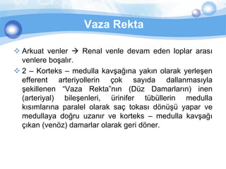 Vaza Rekta

 Arkuat venler  Renal venle devam eden loplar arası
  venlere boşalır.
 2 – Korteks – medulla kavşağına yakın olarak yerleşen
  efferent arteriyollerin çok sayıda dallanmasıyla
  şekillenen “Vaza Rekta”nın (Düz Damarların) inen
  (arteriyal) bileşenleri, ürinifer tübüllerin medulla
  kısımlarına paralel olarak saç tokası dönüşü yapar ve
  medullaya doğru uzanır ve korteks – medulla kavşağı
  çıkan (venöz) damarlar olarak geri döner.
 
