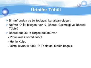 Ürinifer Tübül

 Bir nefrondan ve bir toplayıcı kanaldan oluşur.
 Nefron  İki bileşeni var  Böbrek Cisimciği ve Böbrek
  Tübülü
 Böbrek tübülü  Birçok bölümü var:
 - Proksimal kıvrıntılı tübül
 - Henle Kulpu
 - Distal kıvrıntılı tübül  Toplayıcı tübüle boşalır.
 