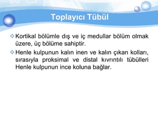 Toplayıcı Tübül

Kortikal bölümle dış ve iç medullar bölüm olmak
 üzere, üç bölüme sahiptir.
Henle kulpunun kalın inen ve kalın çıkan kolları,
 sırasıyla proksimal ve distal kıvrıntılı tübülleri
 Henle kulpunun ince koluna bağlar.
 