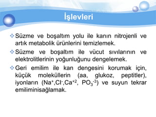 İşlevleri

Süzme ve boşaltım yolu ile kanın nitrojenli ve
 artık metabolik ürünlerini temizlemek.
Süzme ve boşaltım ile vücut sıvılarının ve
 elektrolitlerinin yoğunluğunu dengelemek.
Geri emilim ile kan dengesini korumak için,
 küçük moleküllerin (aa, glukoz, peptitler),
 iyonların (Na+,CI-,Ca+2, PO3-3) ve suyun tekrar
 emiliminisağlamak.
 